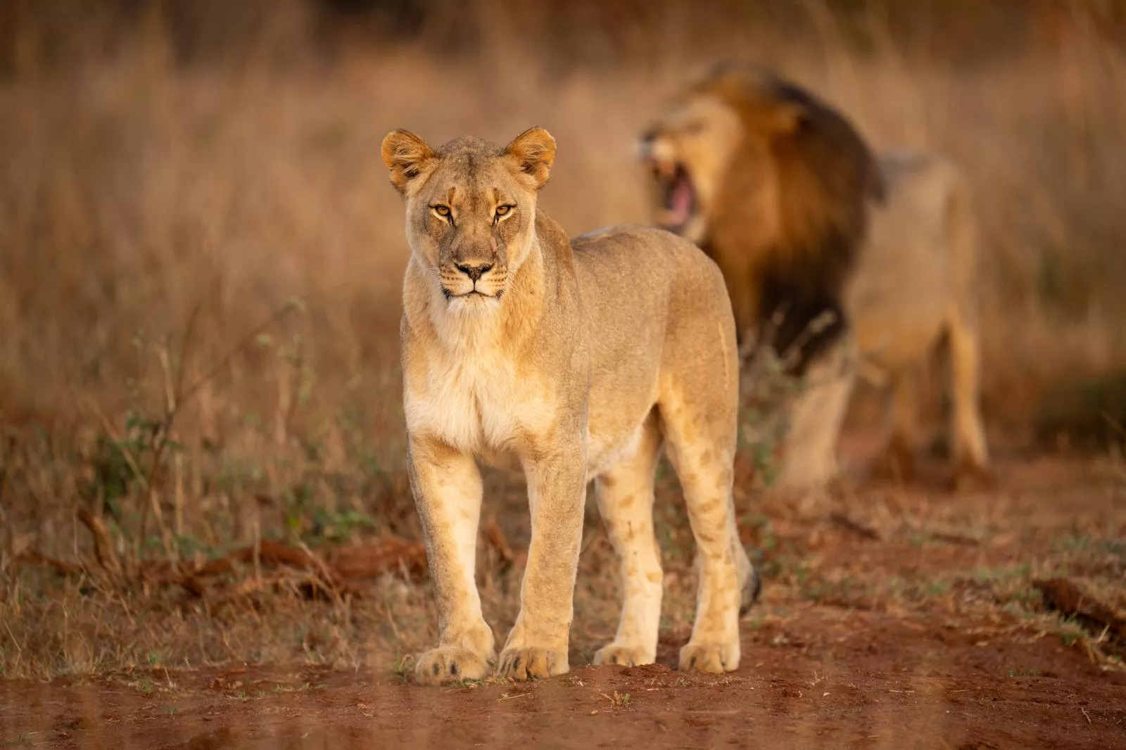2-lions