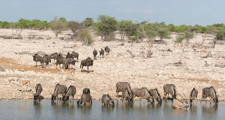 4-Day Etosha Nationa44