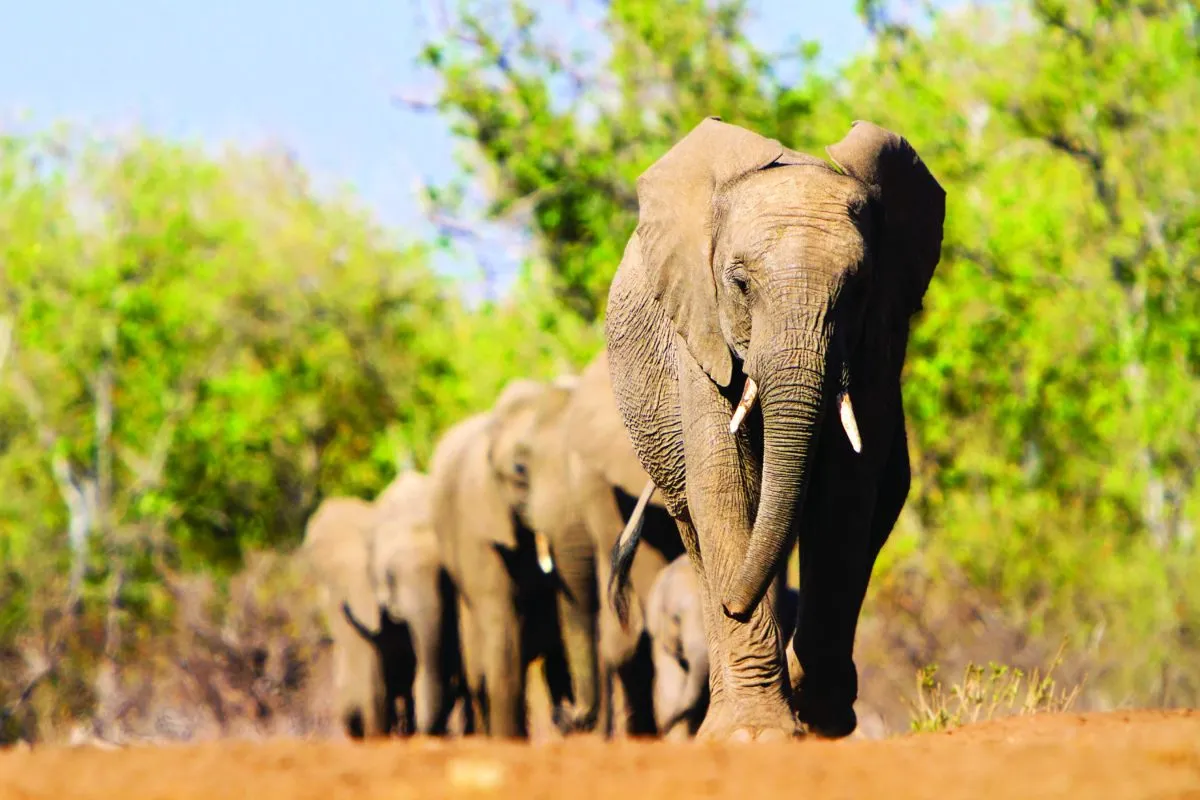elephants