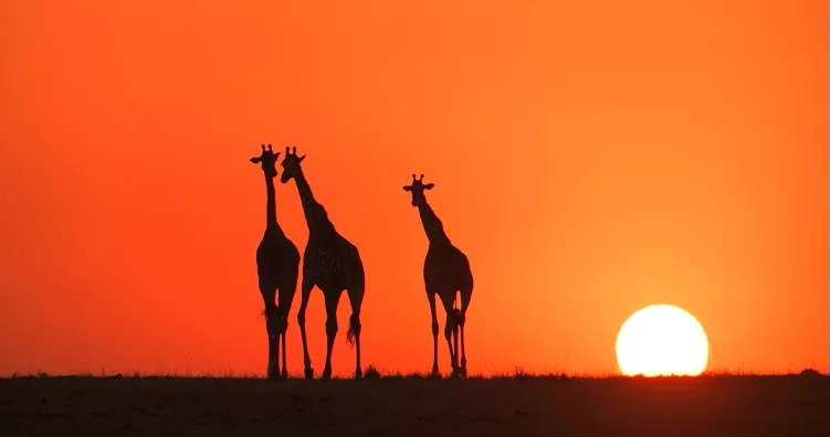 madikwe